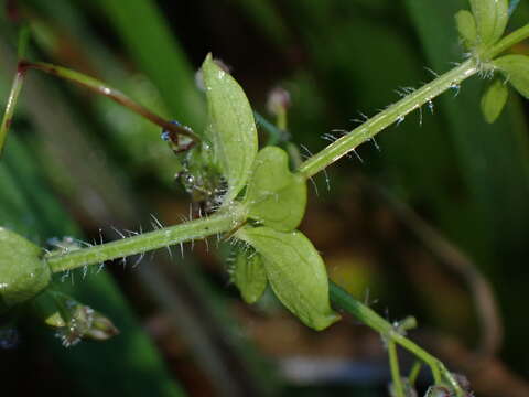 Plancia ëd Galium formosense Ohwi