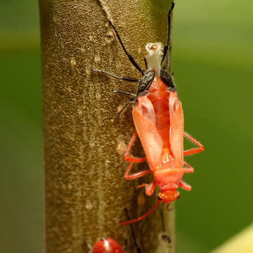 Image of Caenocoris nerii (Germar & E. F. 1847)