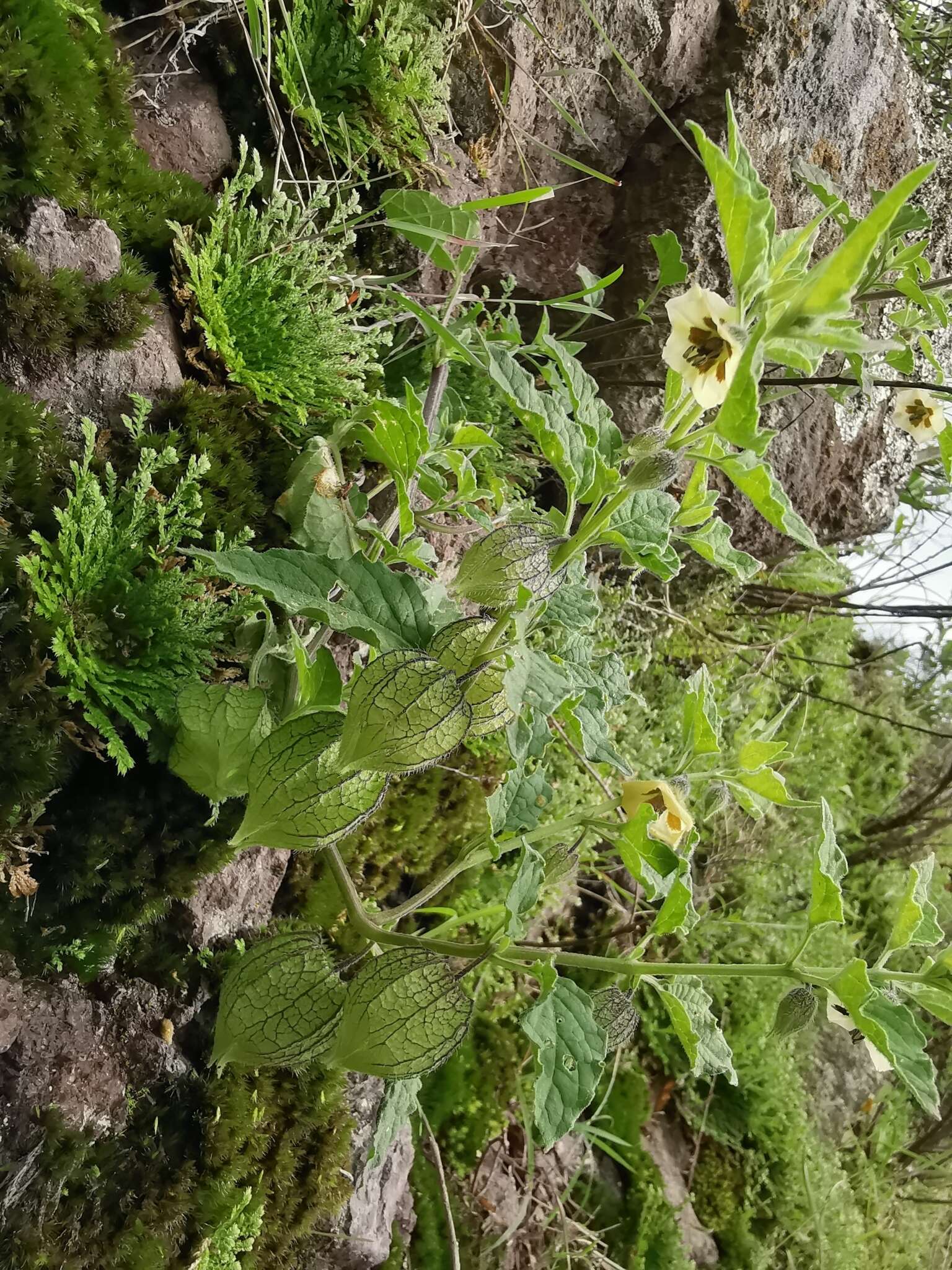 Image of Physalis sordida Fern.