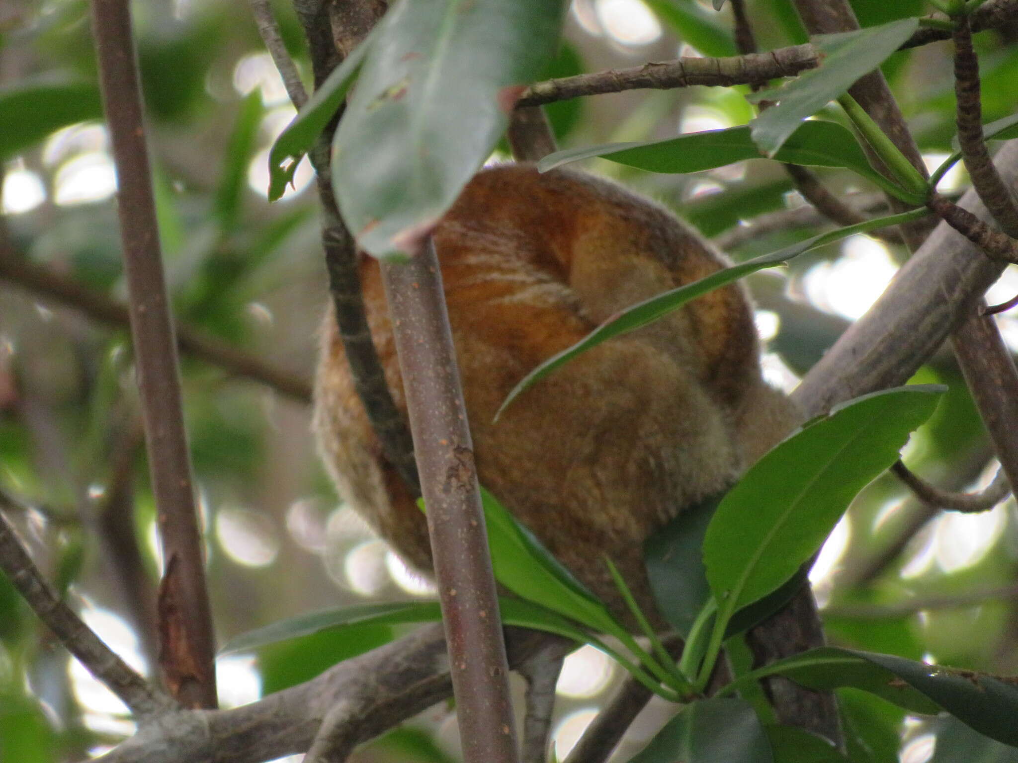 Image of silky anteaters