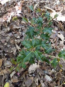 Image of holly osmanthus