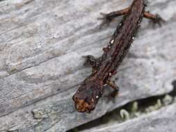 Image of Wandering Salamander