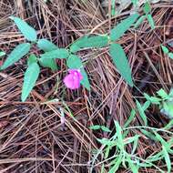 Image of Pinos Altos Mountain bean