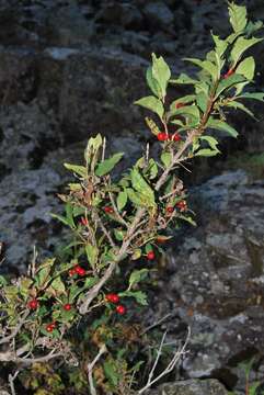 Lonicera heterophylla Decne. resmi