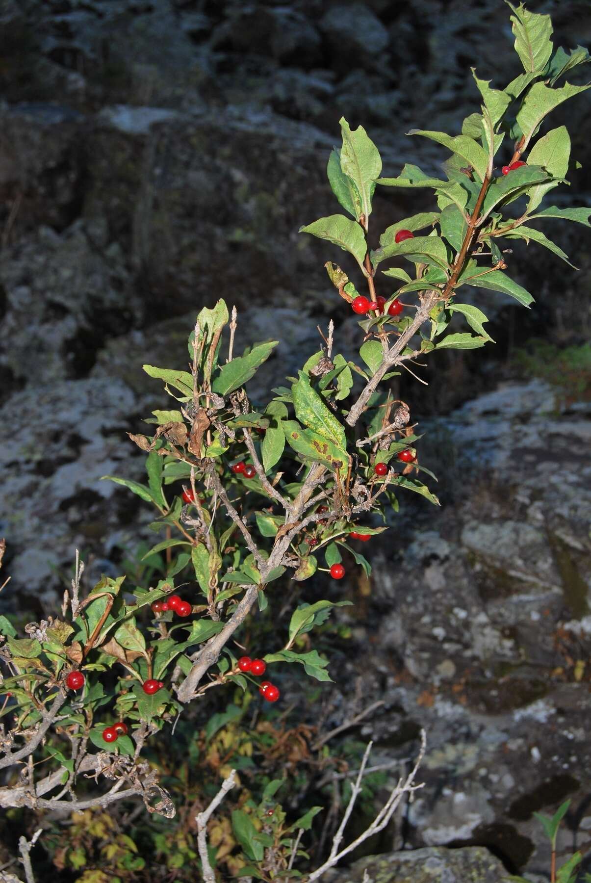 Lonicera heterophylla Decne. resmi