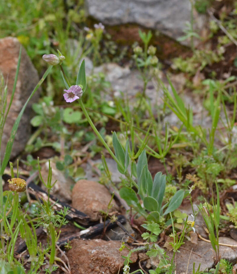 Image of Silene behen L.