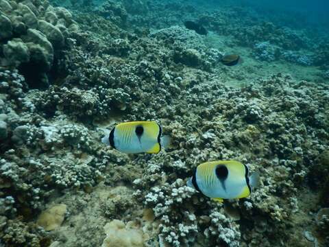 Image of Limespot Butterflyfish