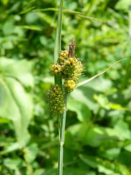 Imagem de Carex raynoldsii Dewey