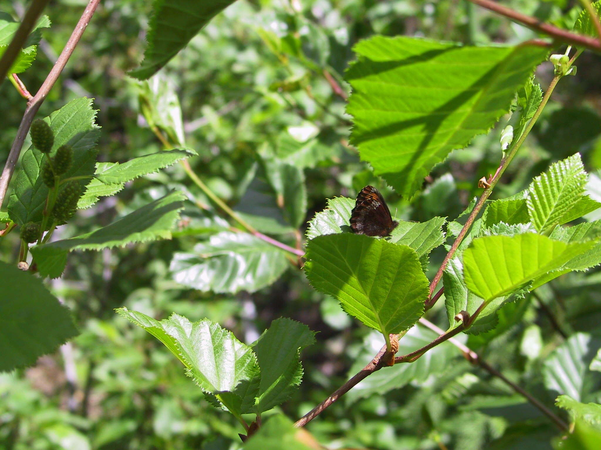 Image of Vidler's Alpine