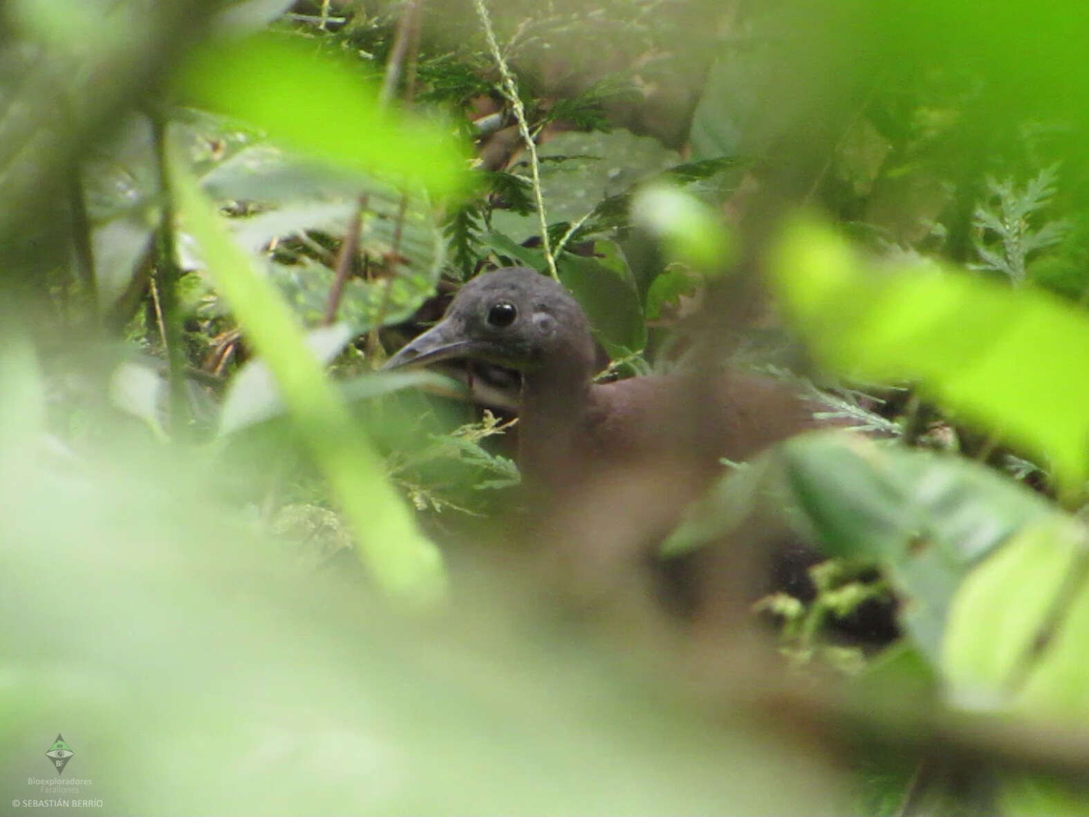 Image of Highland Tinamou