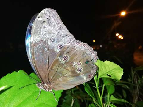 Imagem de Morpho menelaus Linnaeus 1758