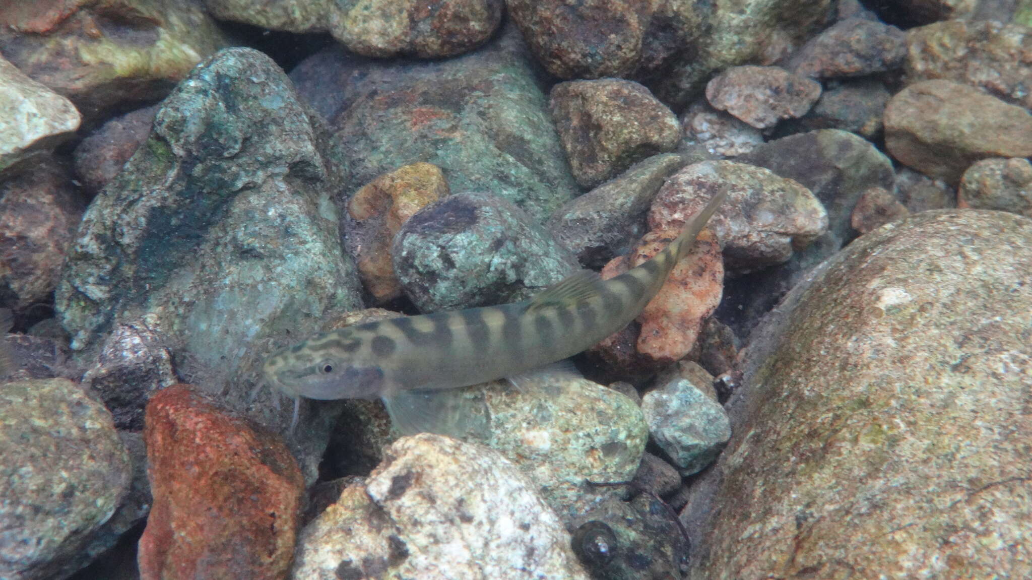 Image of Schistura fasciolata (Nichols & Pope 1927)