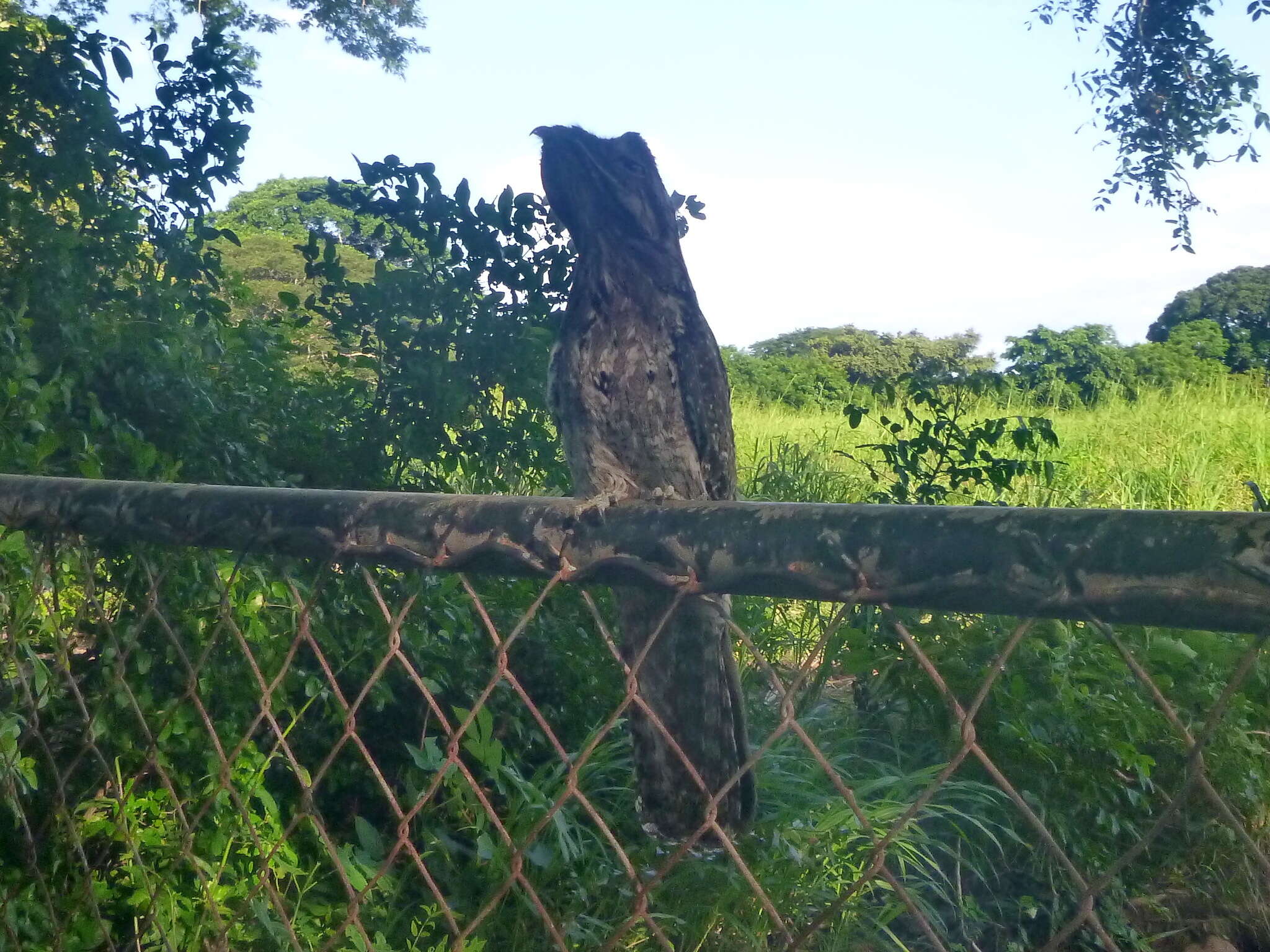 Image of Common Potoo