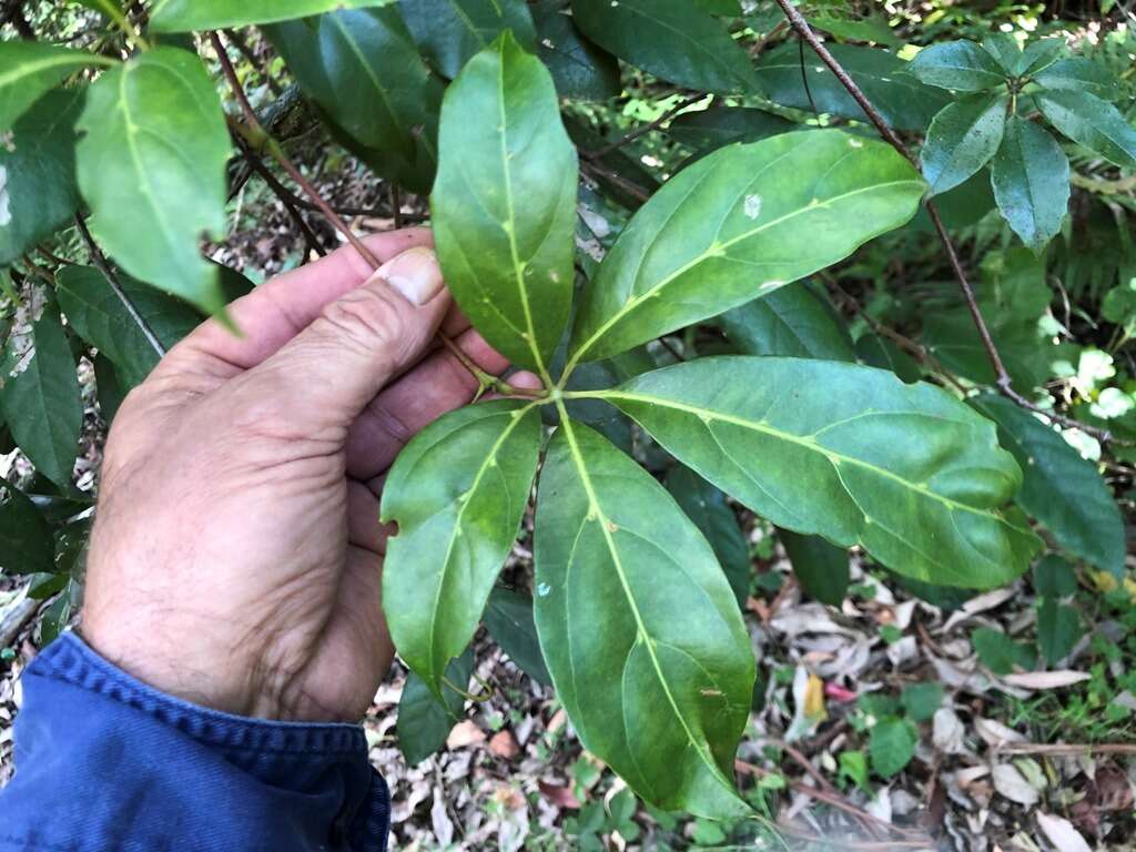 Image of Nothocissus sterculiifolia (F. Müll. ex Benth.) Latiff