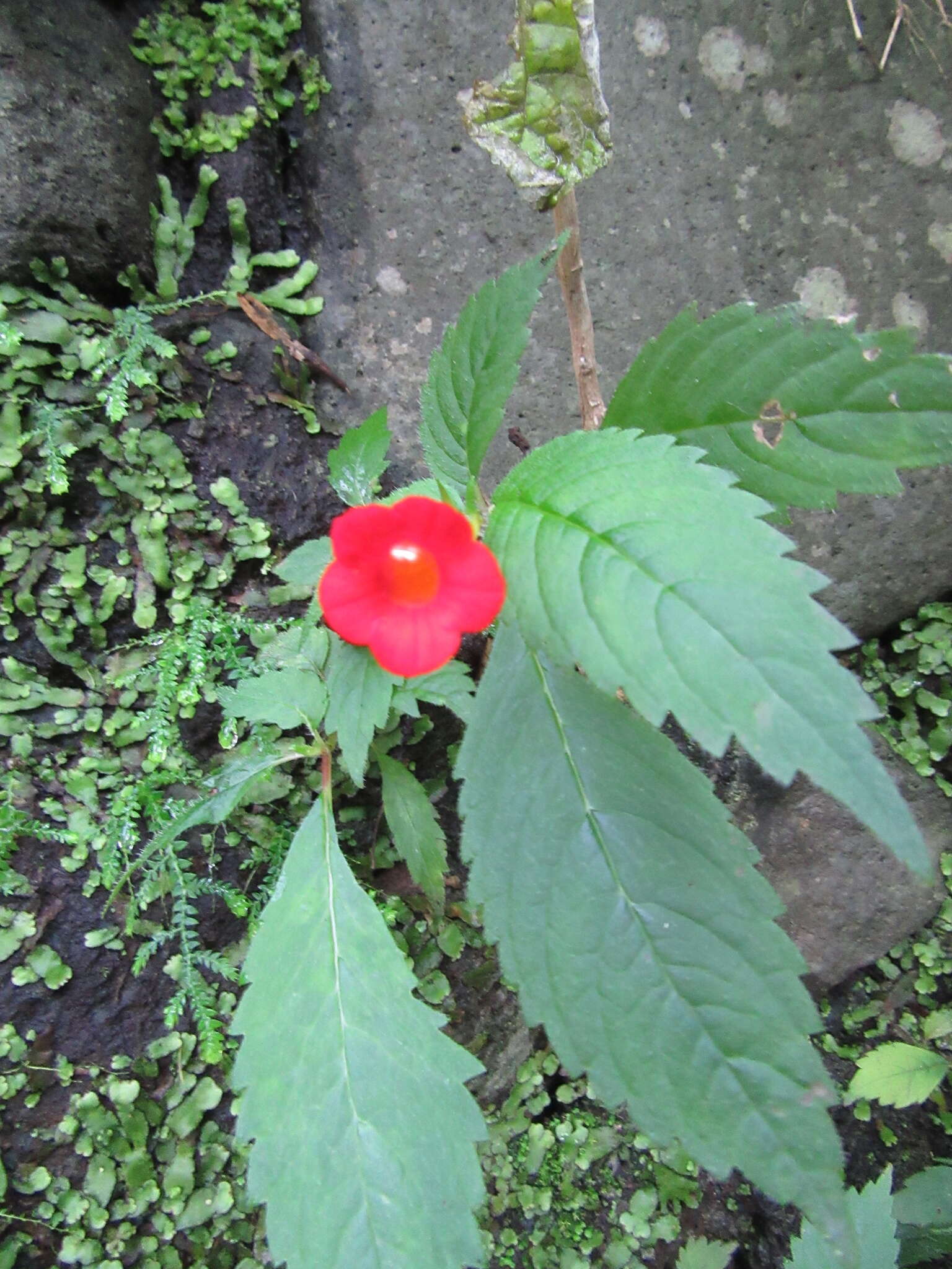 Imagem de Achimenes heterophylla (Mart.) DC.