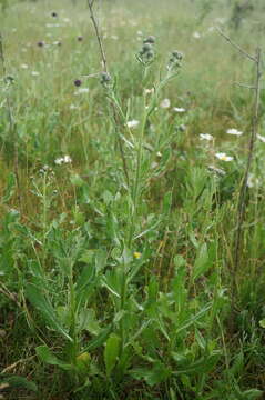 Image of Cirsium arvense var. vestitum Wimmer & Grabowski