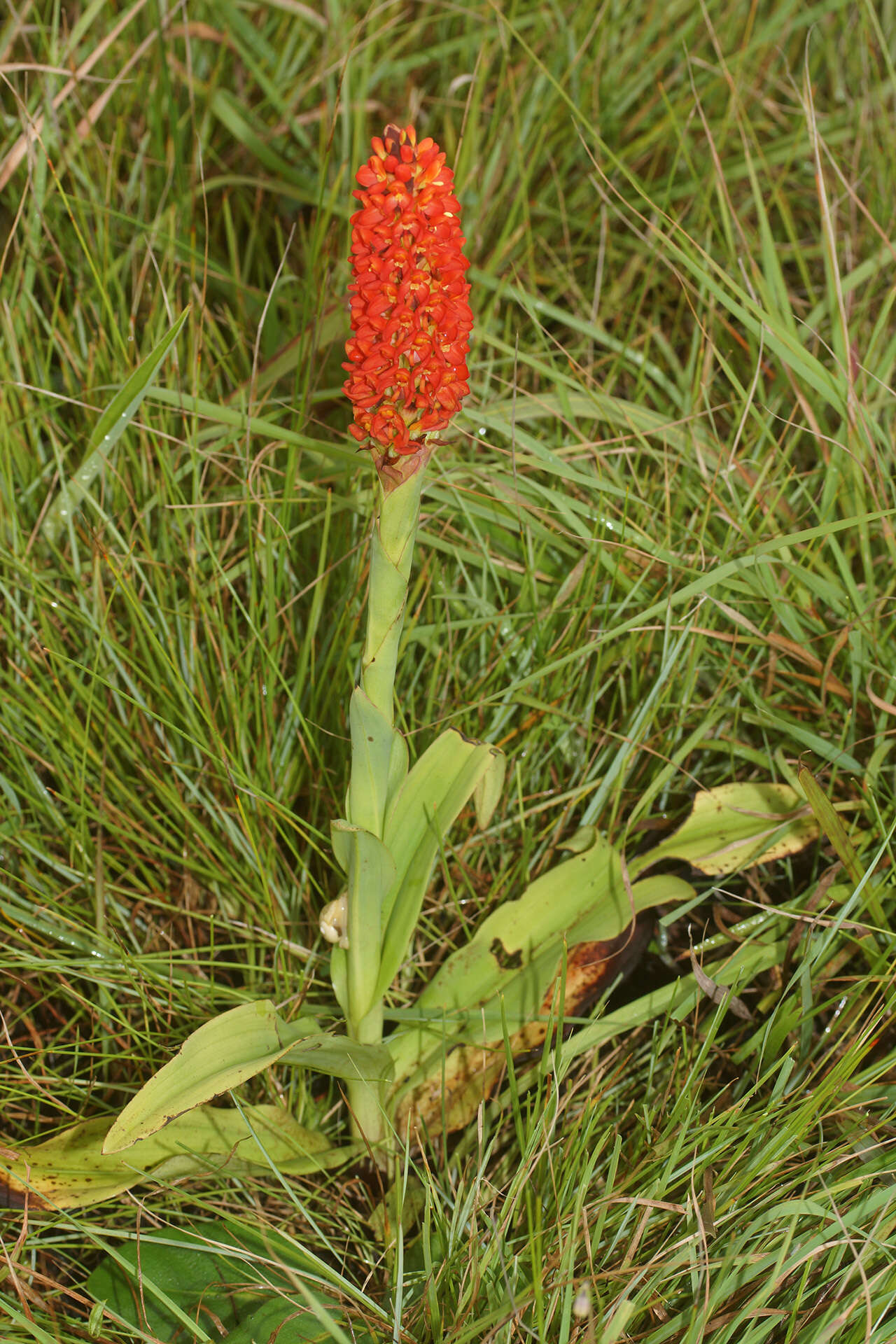 Image de Disa polygonoides Lindl.