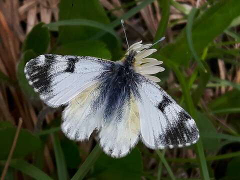 Слика од Euchloe simplonia (Boisduval 1828)