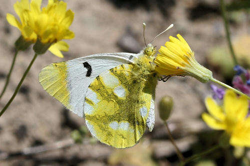 Image of Sooty Orange Tip