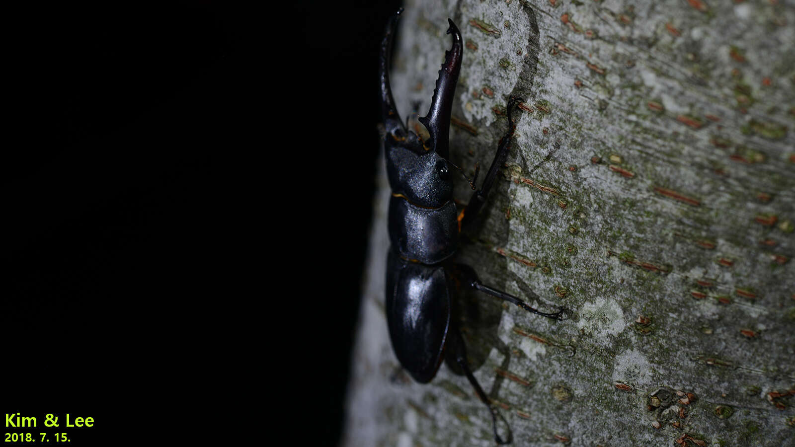 Image of Serrognathus titanus castanicolor Motschulsky 1861