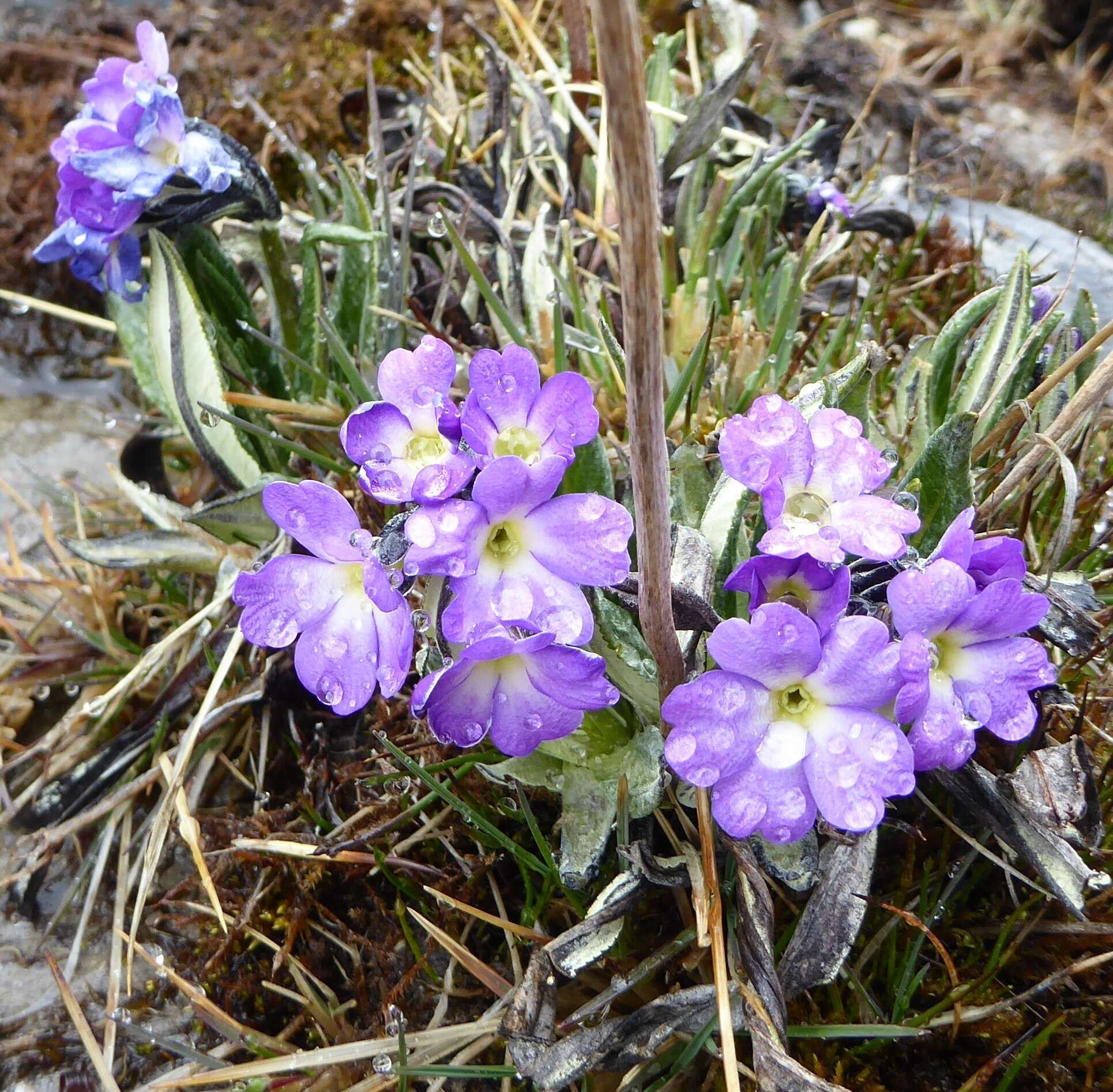 Image of Primula megalocarpa H. Hara