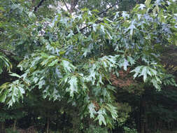 Image of Southern Red Oak