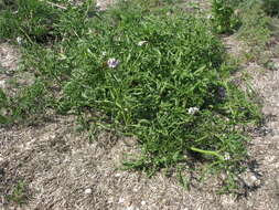 Image of Cakile maritima subsp. euxina (Pobed.) Nyár.