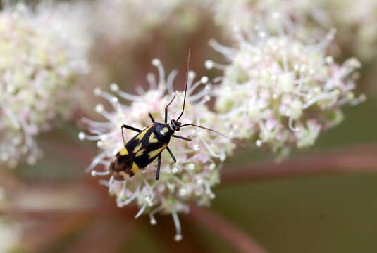 Image of Grypocoris sexguttatus (Fabricius 1777)