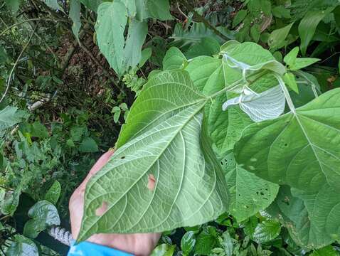 Imagem de Clerodendrum villosum Blume