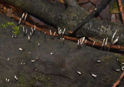 Imagem de Xylaria hypoxylon (L.) Grev. 1824