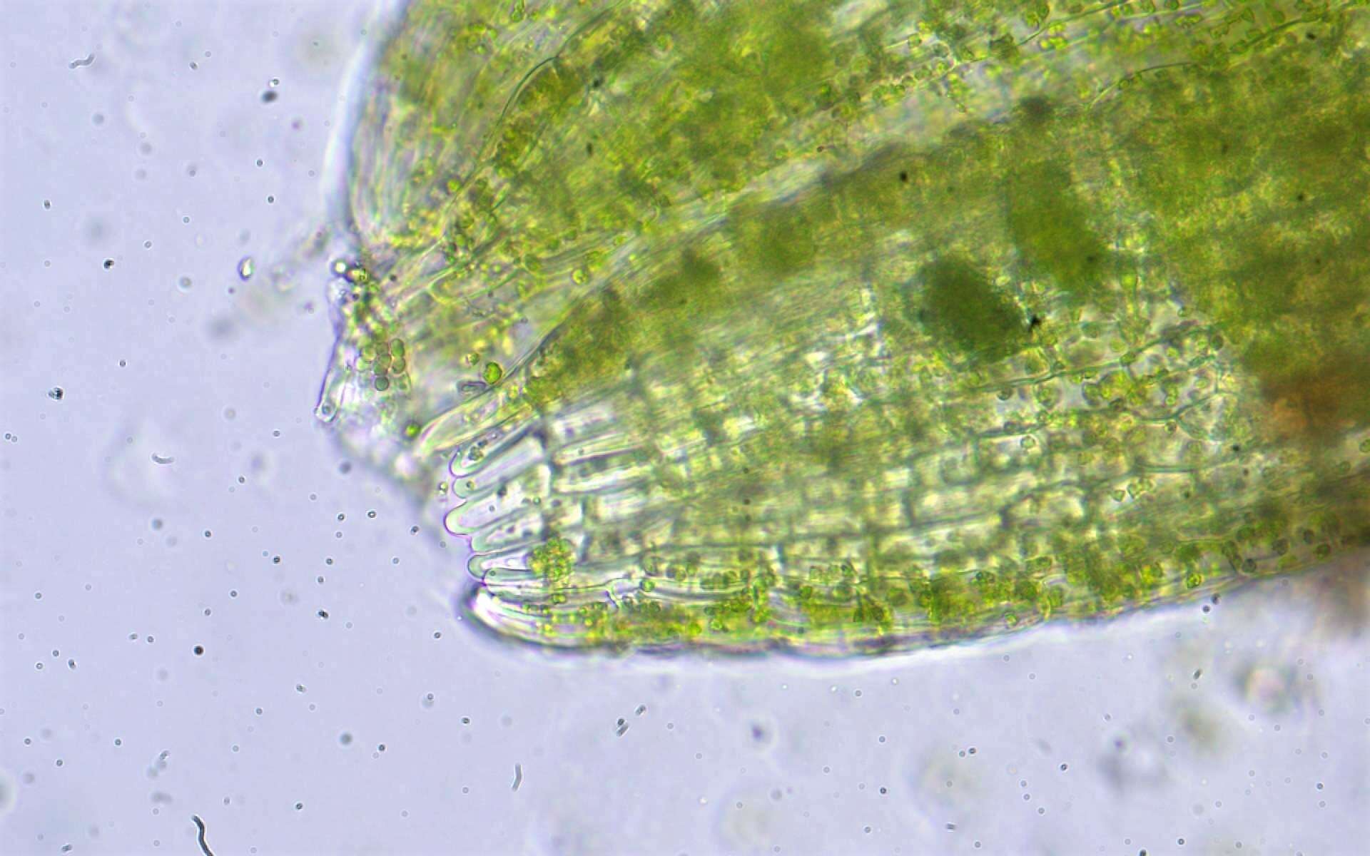 صورة Cephaloziella hampeana (Nees) Schiffn. ex Loeske