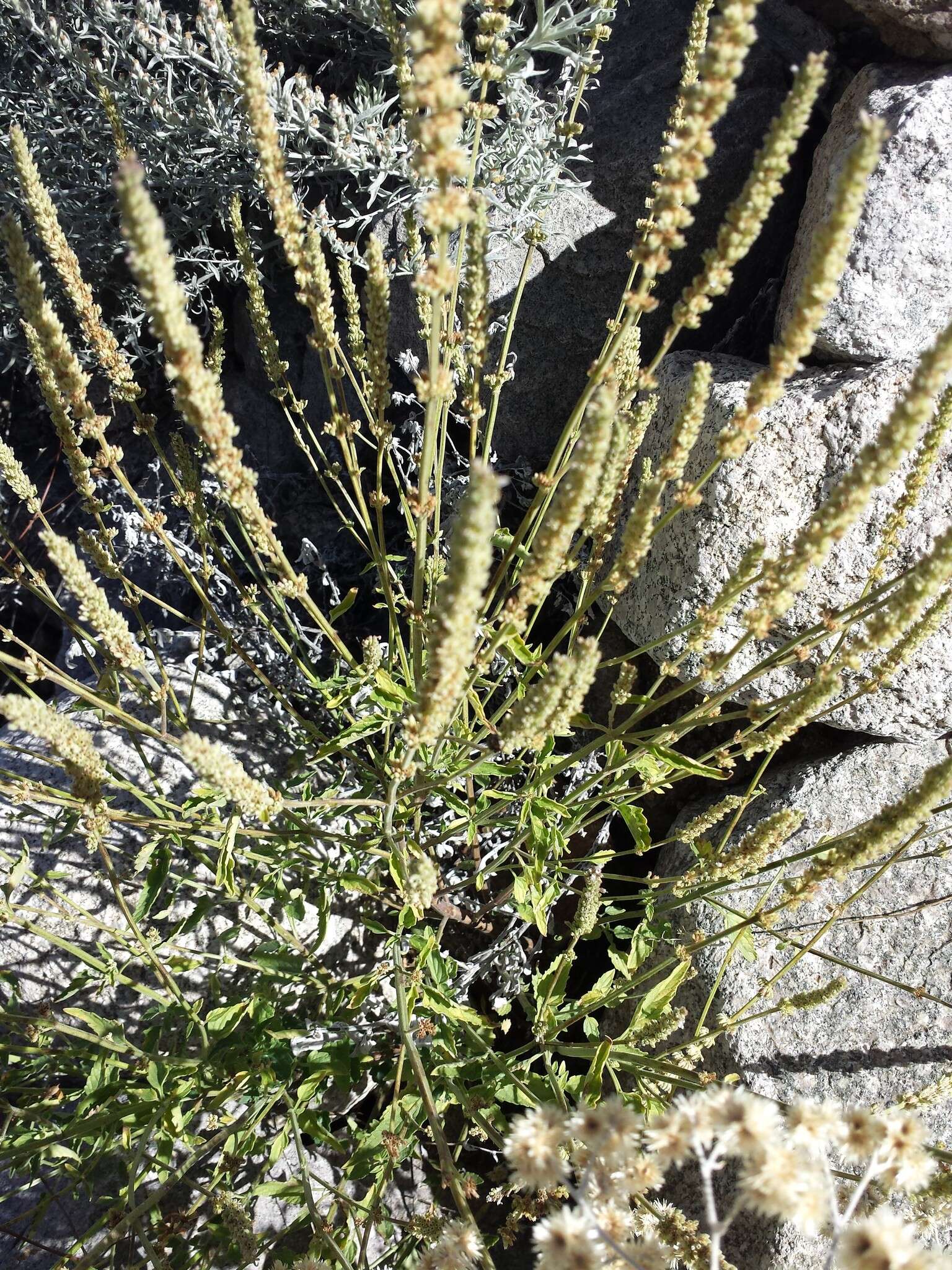 Image of Agastache micrantha var. micrantha