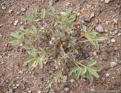 Image of Intermountain lupine