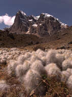 Plancia ëd Austrocylindropuntia floccosa (Salm-Dyck) F. Ritter