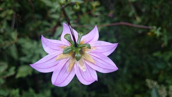 Image of Dahlia tubulata P. D. Sorensen