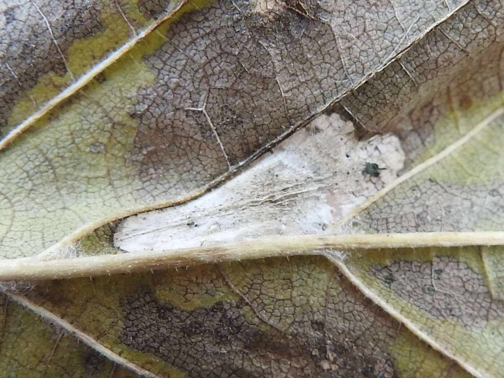 Image of Phyllonorycter argentinotella (Clemens 1859)