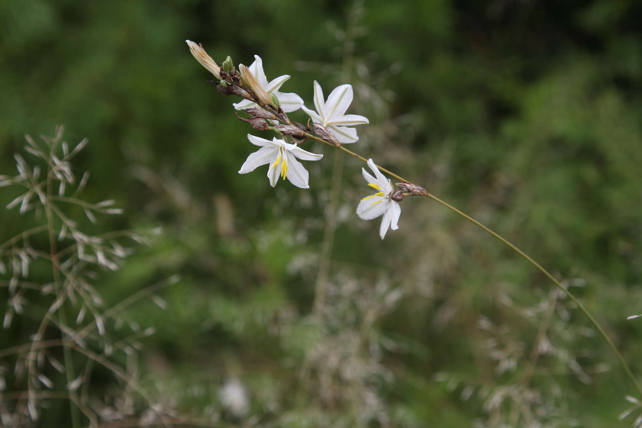 Plancia ëd Chlorophytum fasciculatum (Baker) Kativu