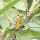 Image of Acalolepta lineata (Breuning 1939)