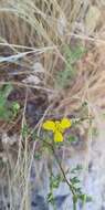 Image of threeray tarweed