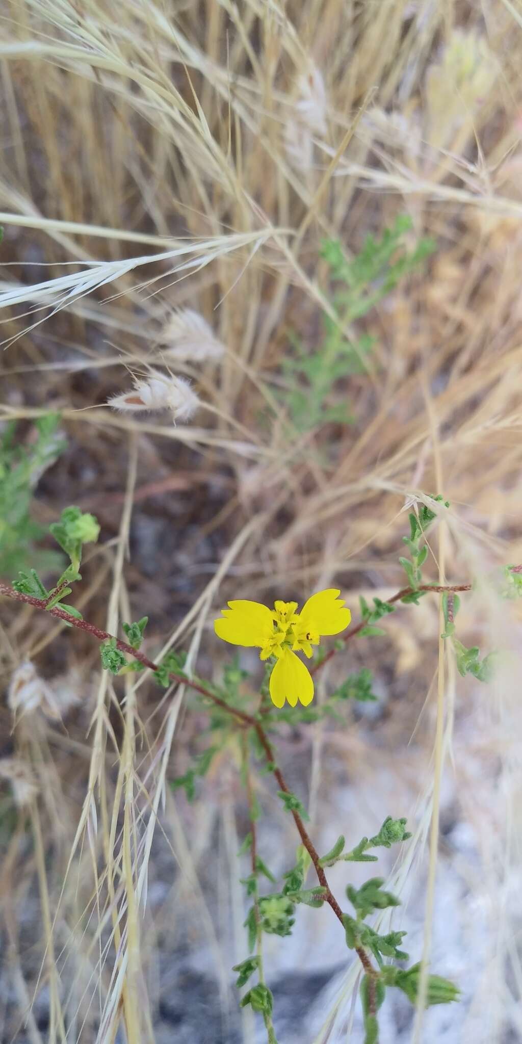 Image of threeray tarweed