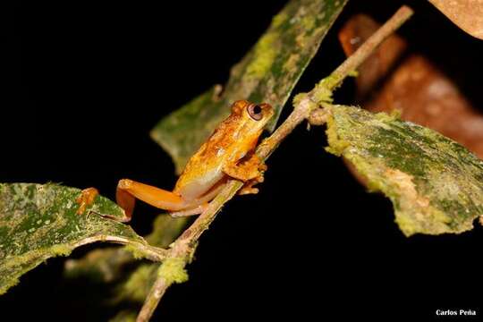 Image of San Carlos Treefrog