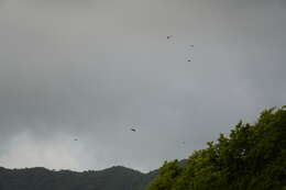 Image of Greater Mascarene Flying Fox