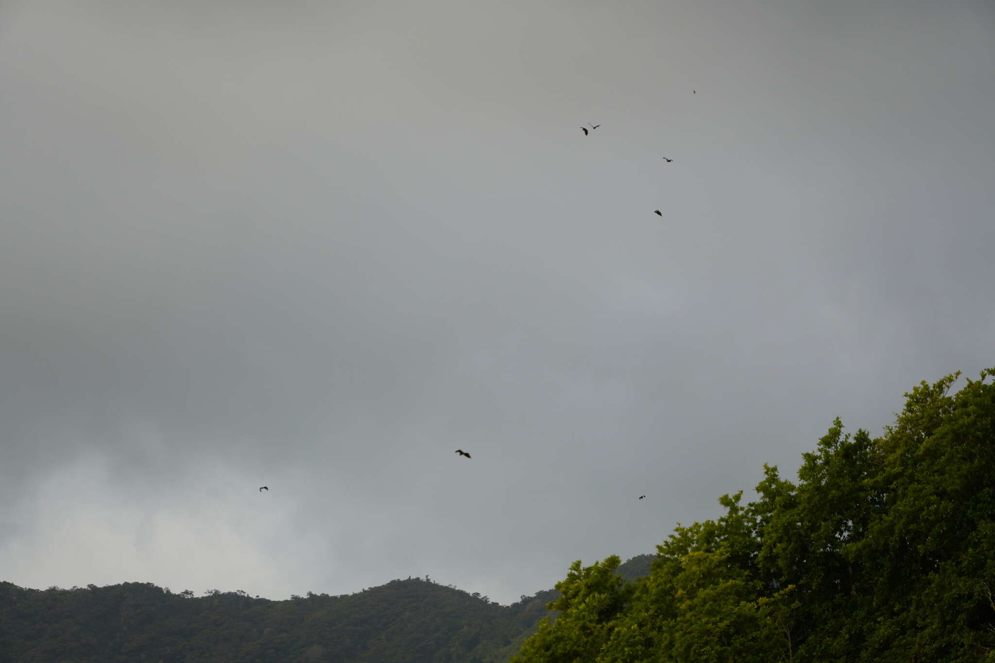 Image of Greater Mascarene Flying Fox