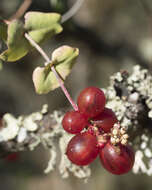 Image of chaparral honeysuckle