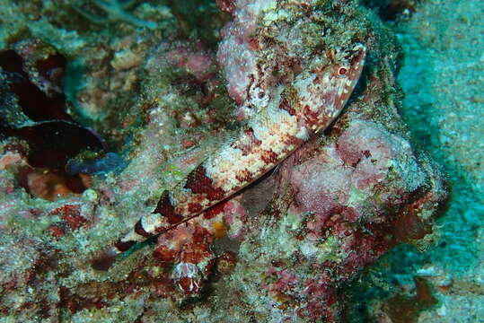 Image of Lighthouse lizardfish