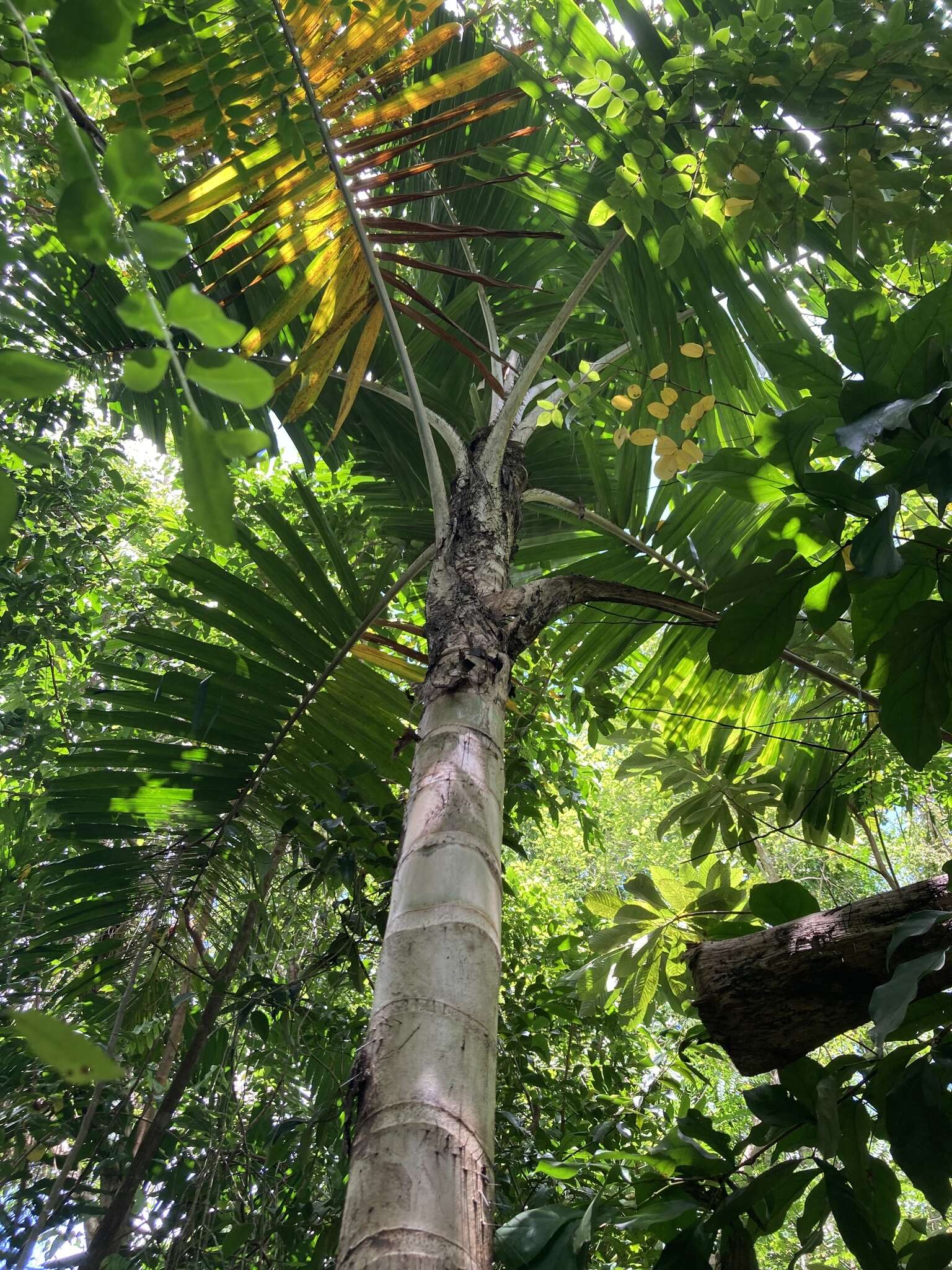 Image of Aiphanes acanthophylla (Mart.) Burret