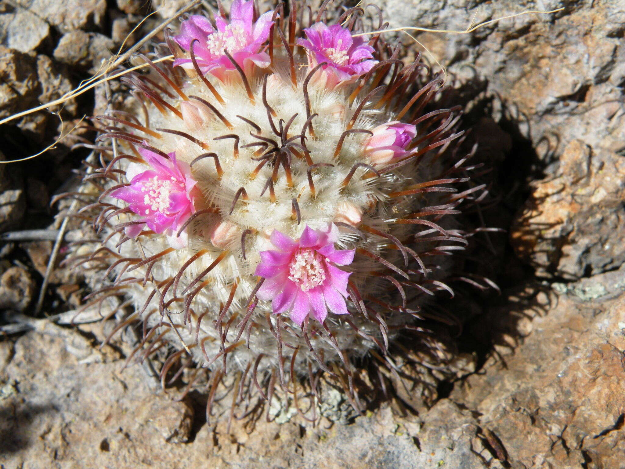 Image de Mammillaria perezdelarosae subsp. perezdelarosae