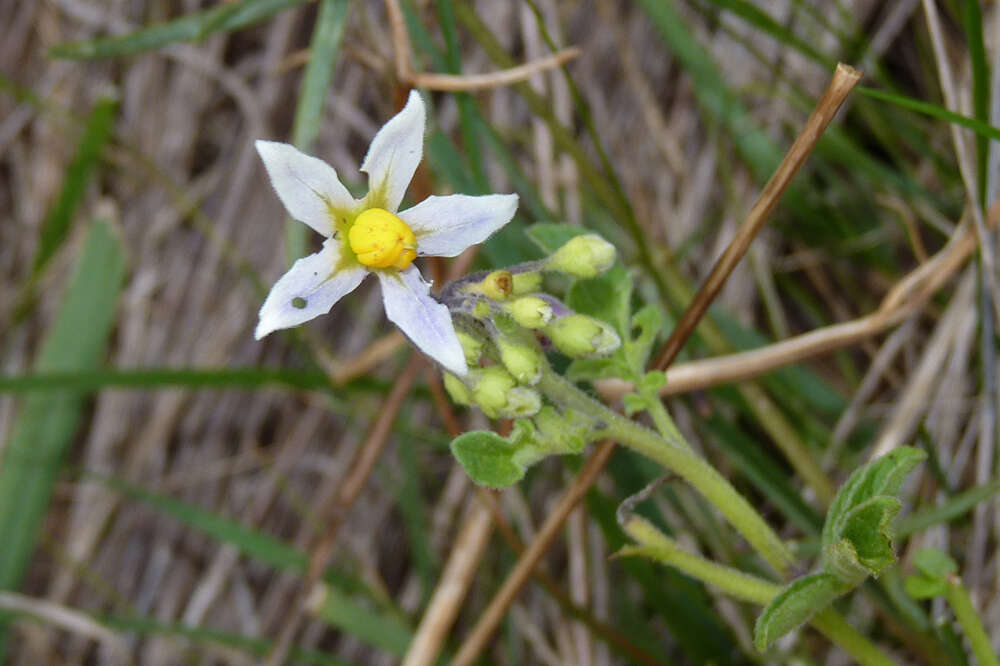 Image of Commerson's nightshade