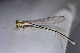 Image of Argentagrion ambiguum (Ris 1904)