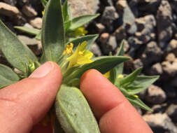 Image of golden desert-snapdragon